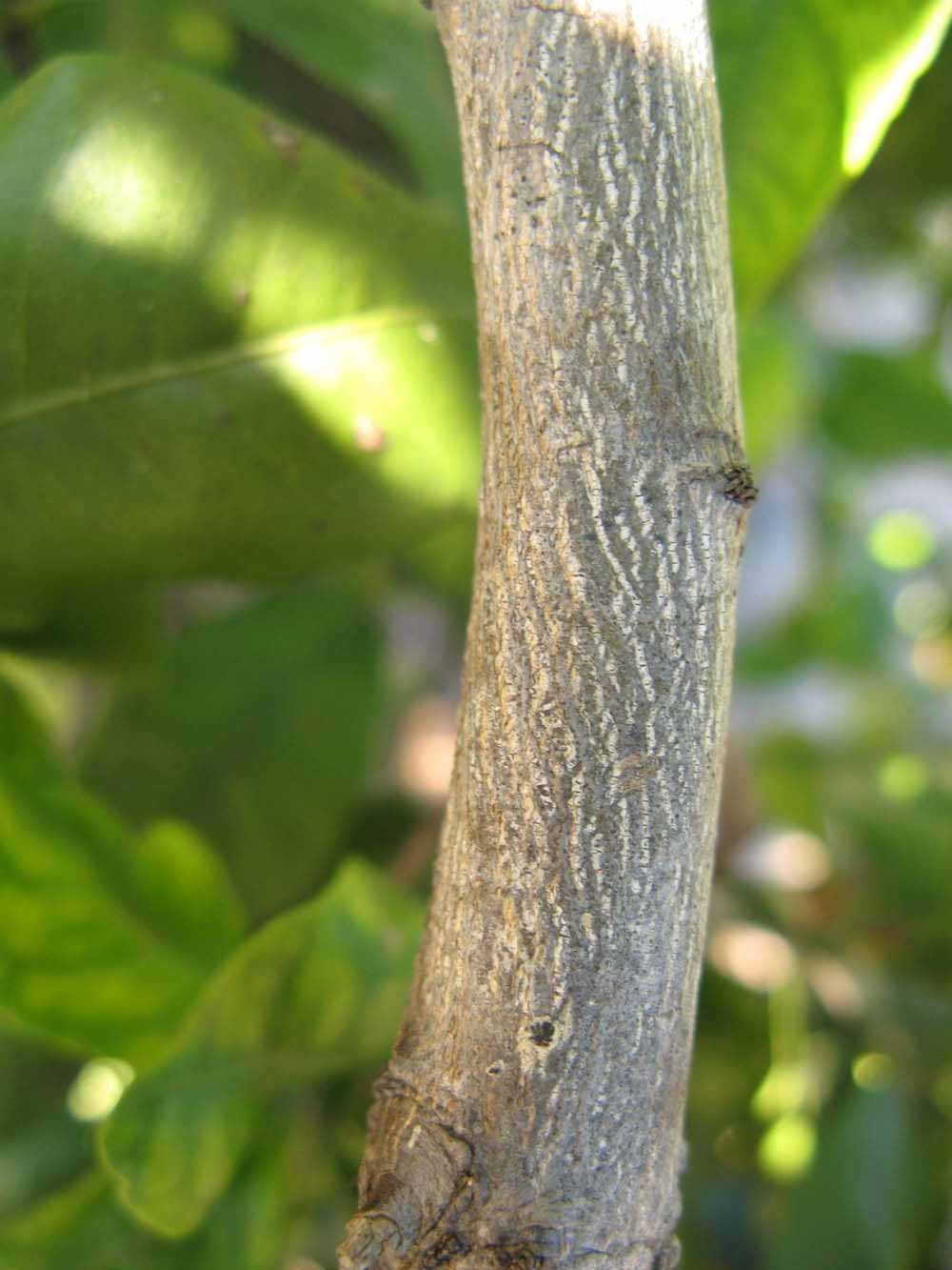              Second - third year twig (Winter Haven, FL)       